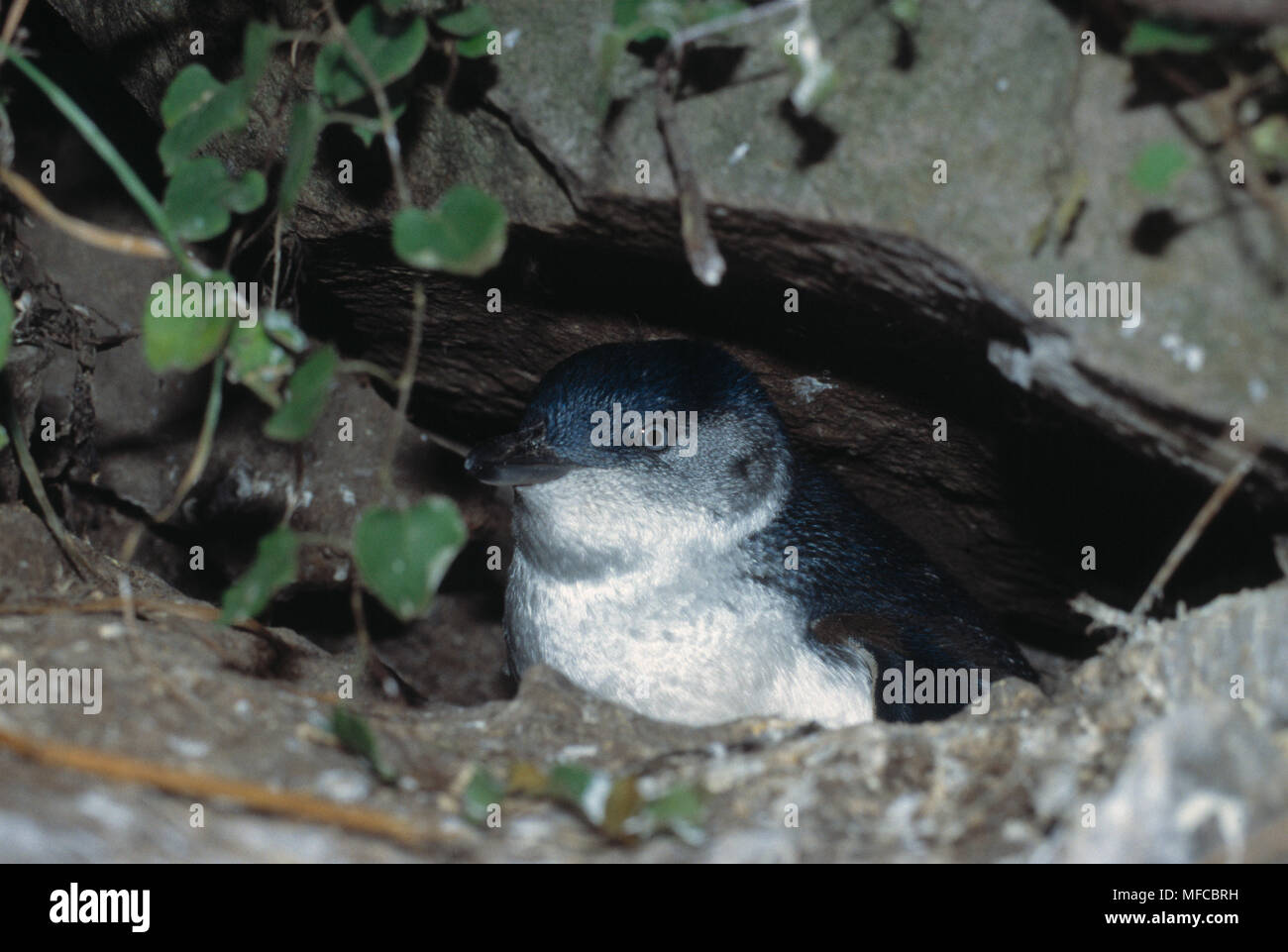 Petit pingouin Eudyptula minor Péninsule d'Otago, île du Sud, Nouvelle-Zélande Banque D'Images