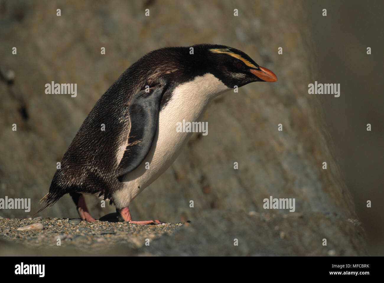 FIORDLAND CRESTED PENGUIN Eudyptes pachyrhynchus Île du Sud, Nouvelle-Zélande Banque D'Images