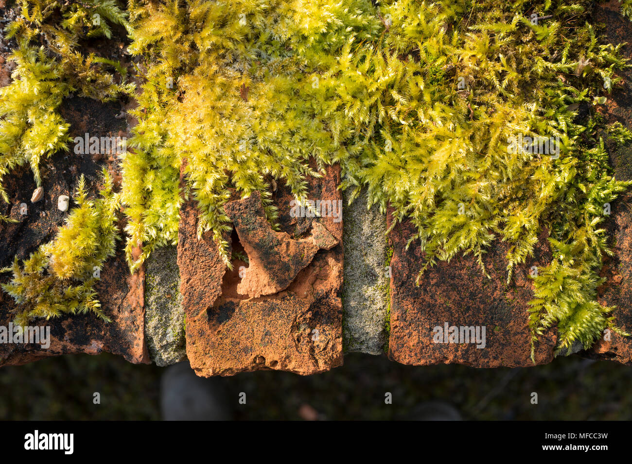 Vieux mur de briques en ruine avec de la Mousse poussant sur la surface supérieure en UK Banque D'Images