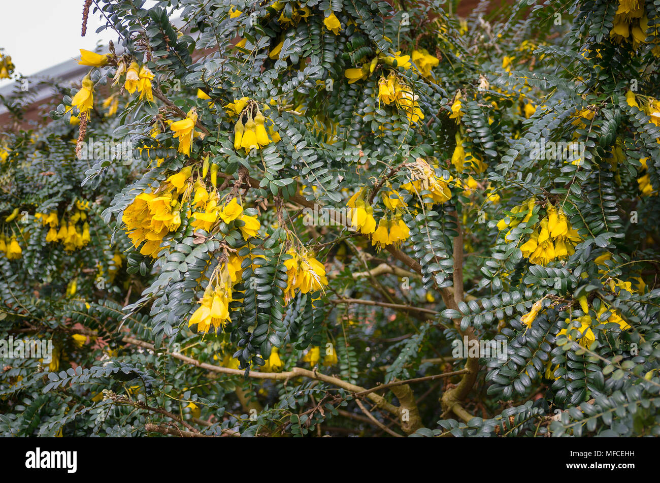Floraison jaune Sophoro Roi Soleil sur une plante adulte en UK Banque D'Images