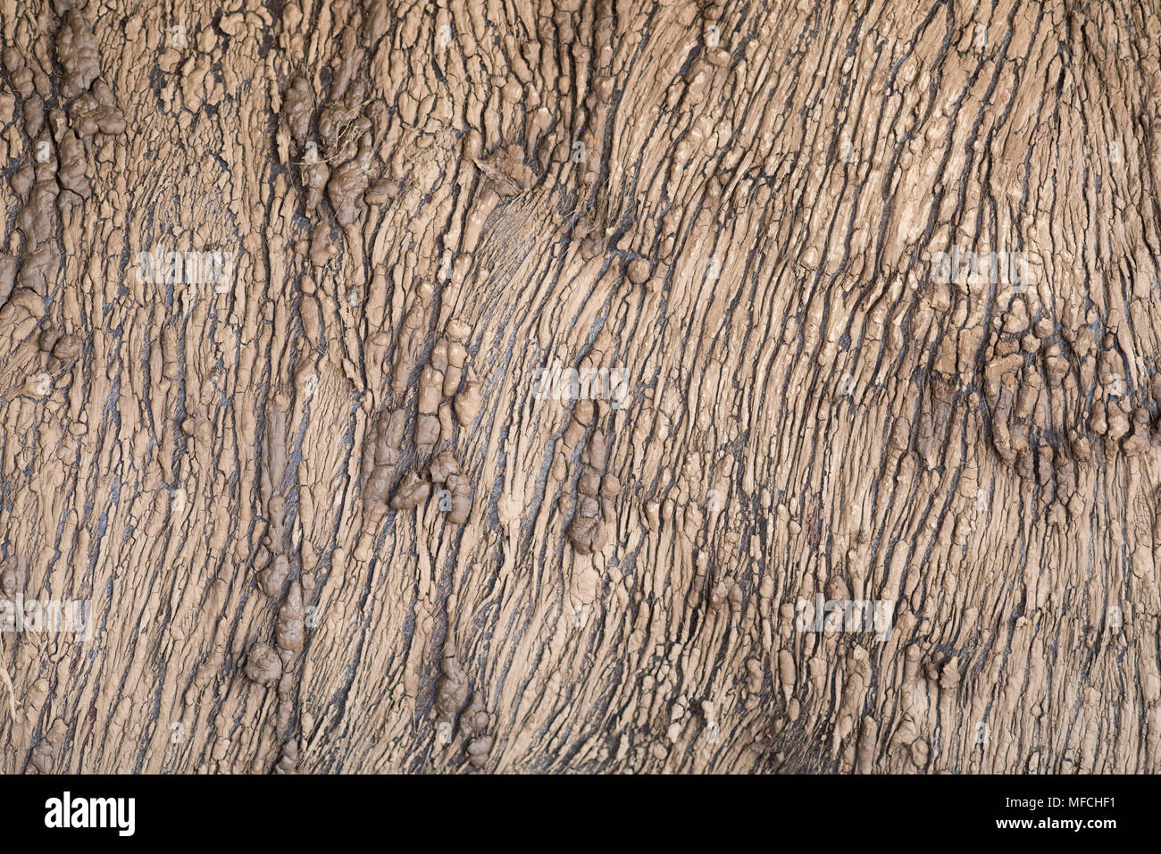 La texture de la peau de buffle d'Asie à faible distance. Banque D'Images