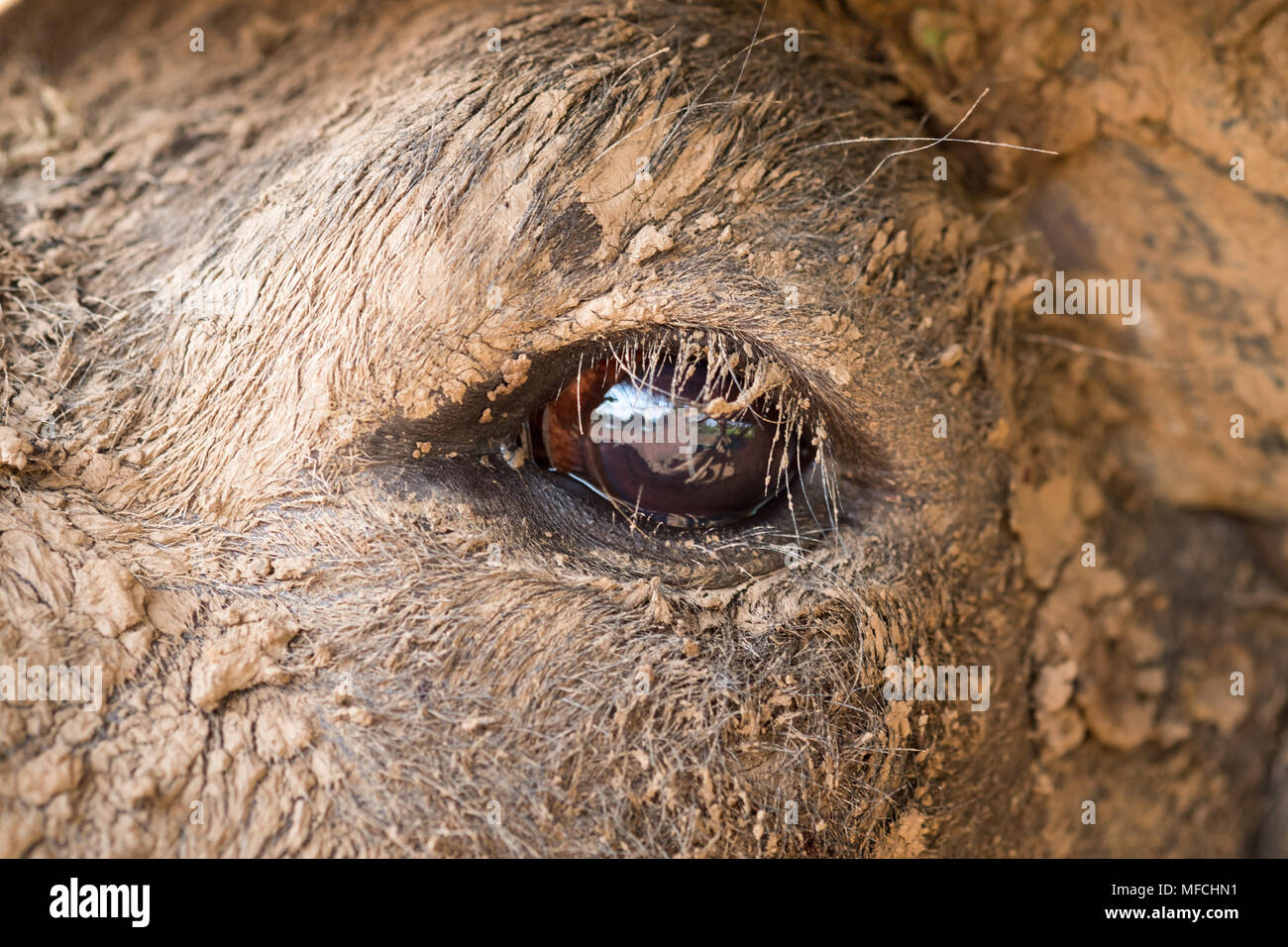 Buffalo noir veaux à la ferme, de l'Asie de l'œil de buffalo à courte portée. Banque D'Images