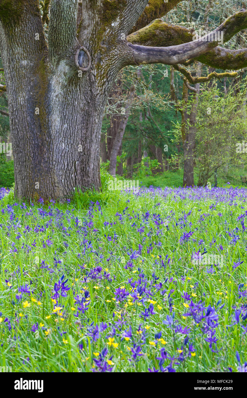 Pré de fleurs sauvages Camas bleu avec Oak tree forest Banque D'Images