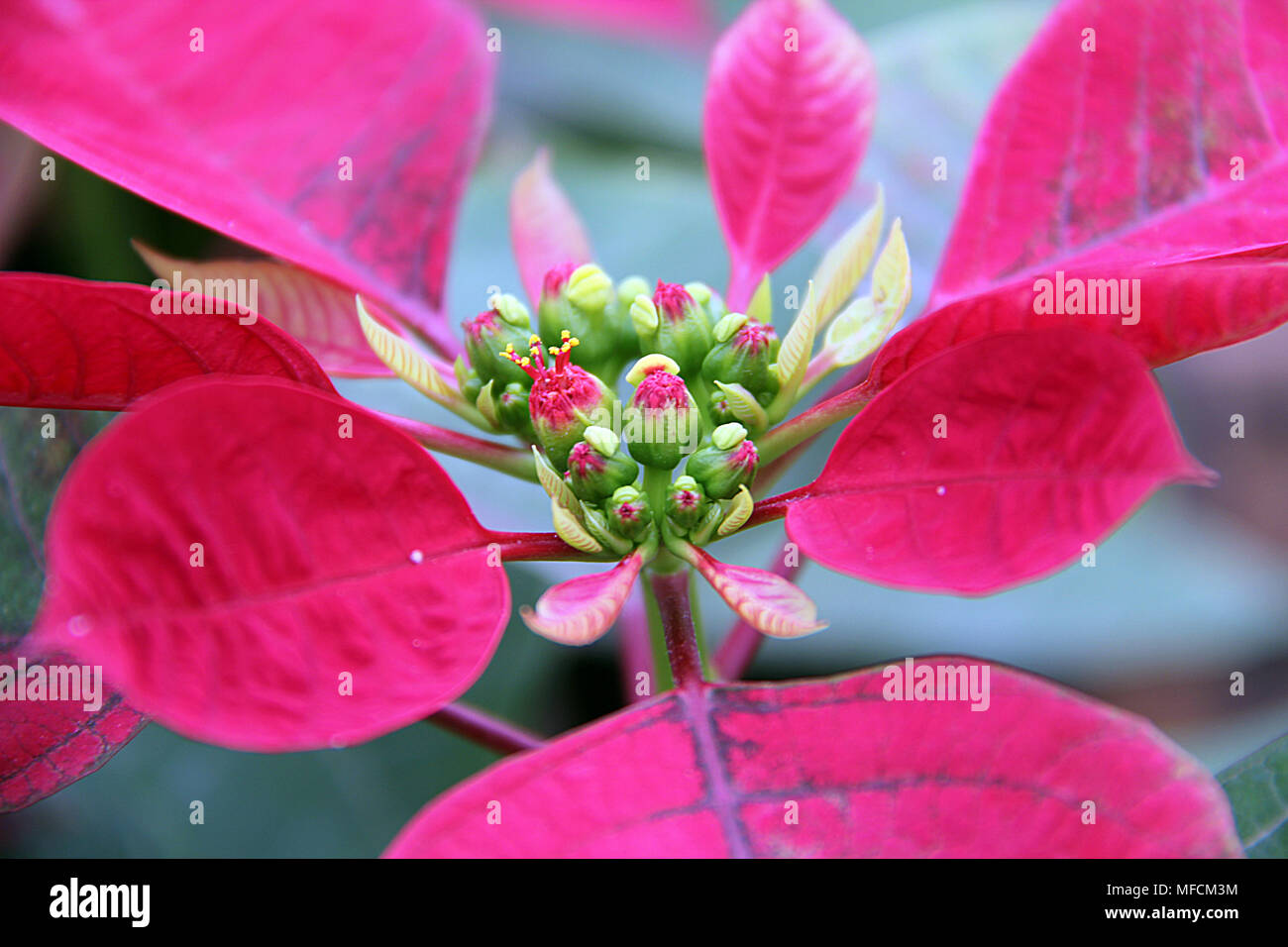 Le poinsettia est une espèces de plantes importantes du point de vue de la diversité de la famille de l'euphorbe ésule (Euphorbiaceae). Banque D'Images