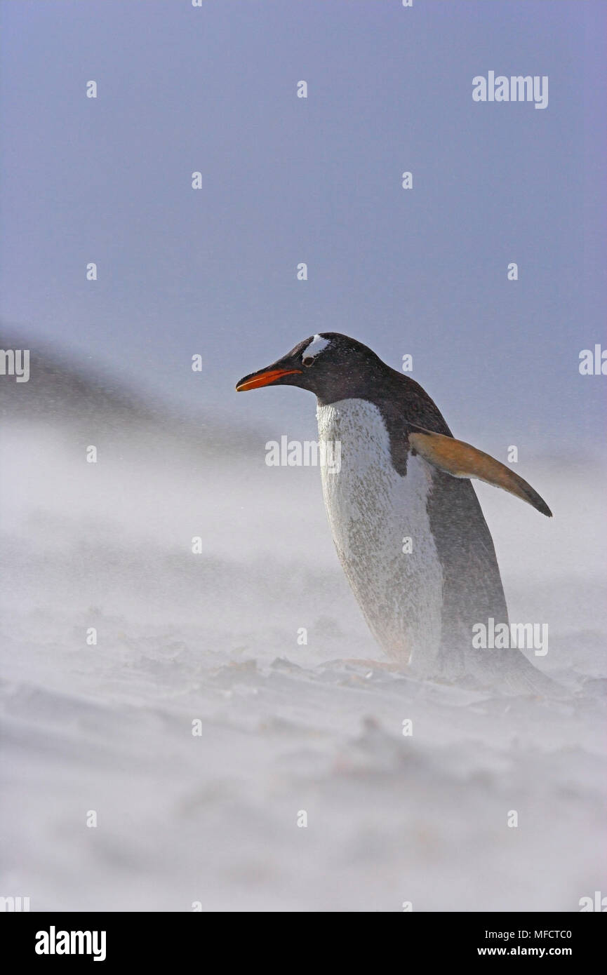 GENTOO PINGOUIN Pygoscelis papua papua dans tempête Iles Falkland Banque D'Images