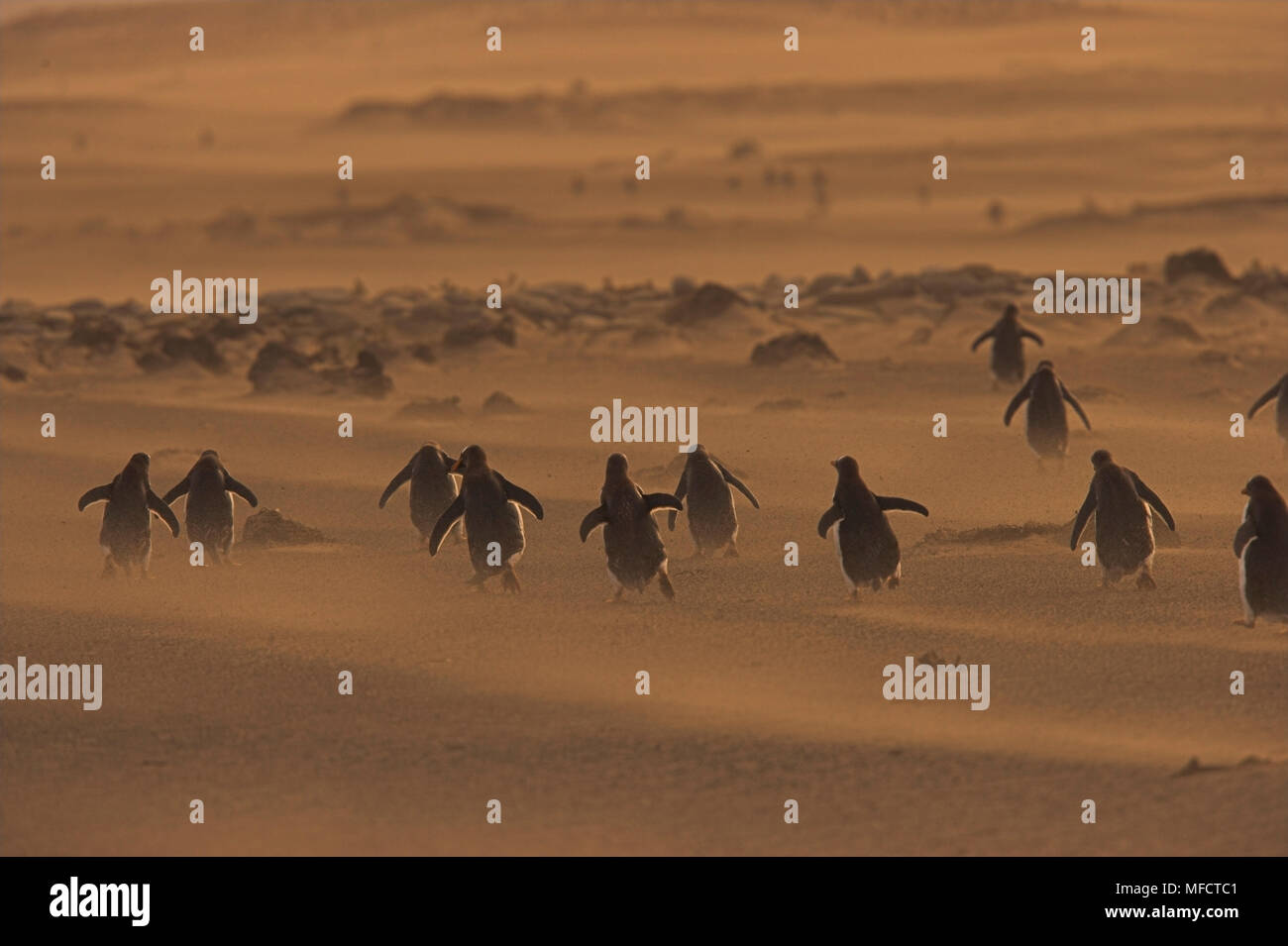 Manchots Pygoscelis papua papua en sable sur plage Iles Falkland Banque D'Images