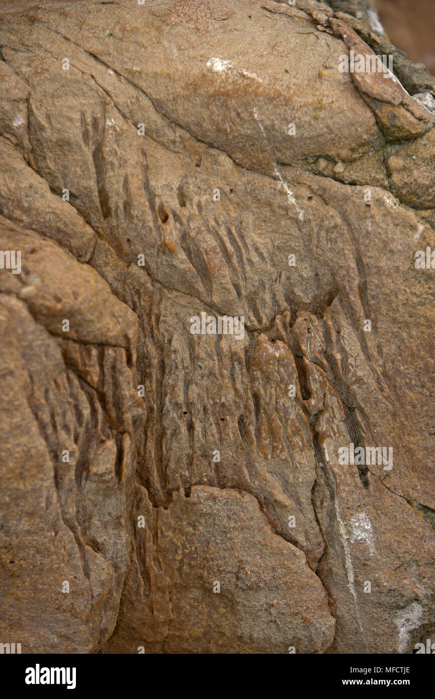 Des marques de griffes de gorfous sauteurs grimper rocks Iles Falkland Banque D'Images