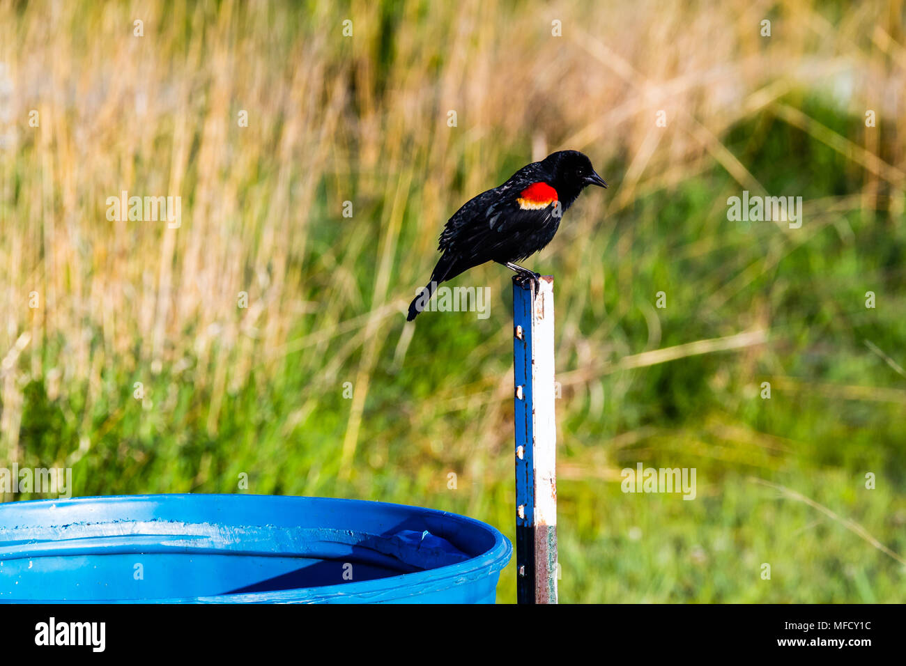 Une aile d'oiseau rouge-noir perché un un post Banque D'Images