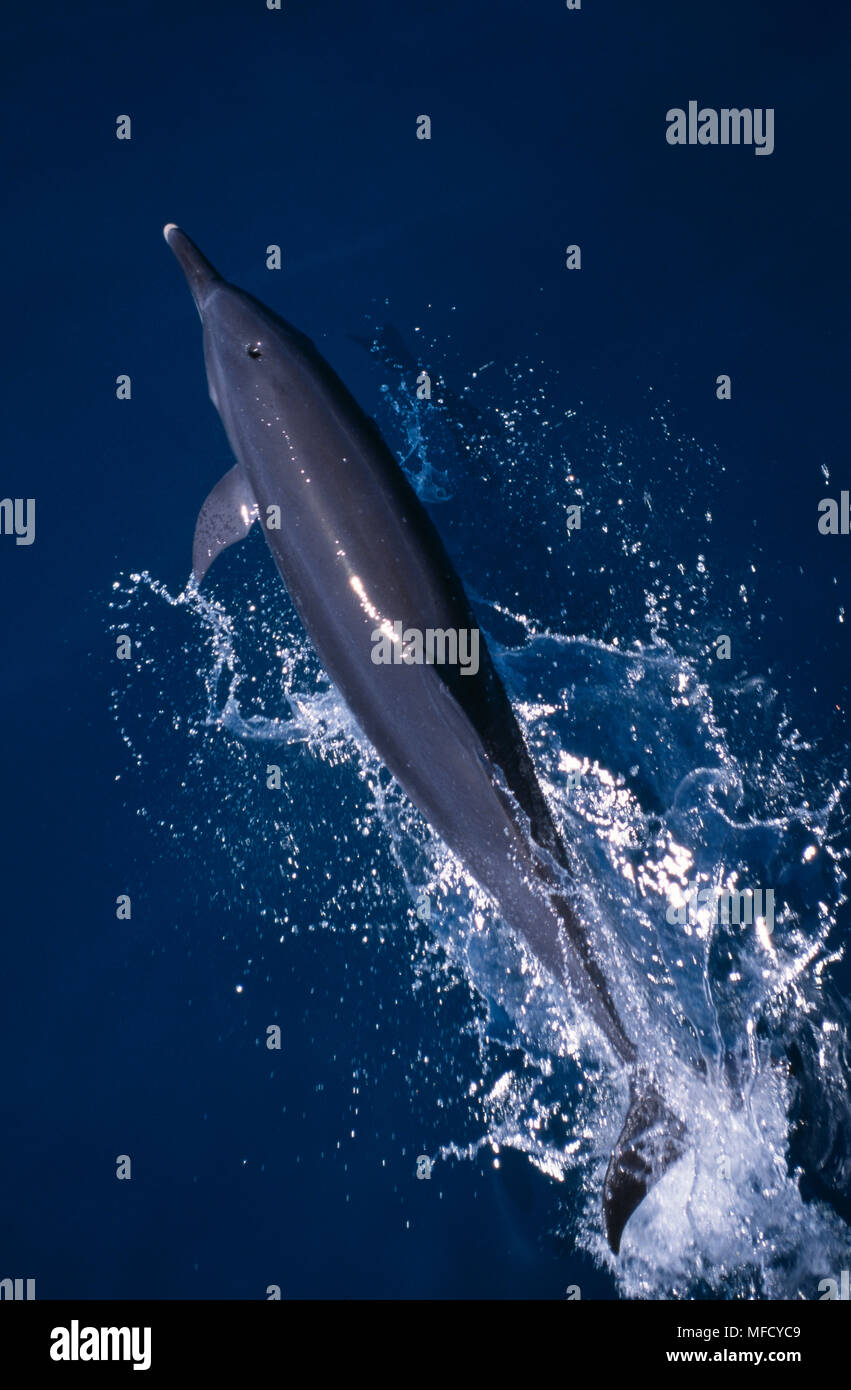 Dauphin tacheté Stenella sp. équitation la vague de navire Golfo Dulce, côte Pacifique du Costa Rica Banque D'Images