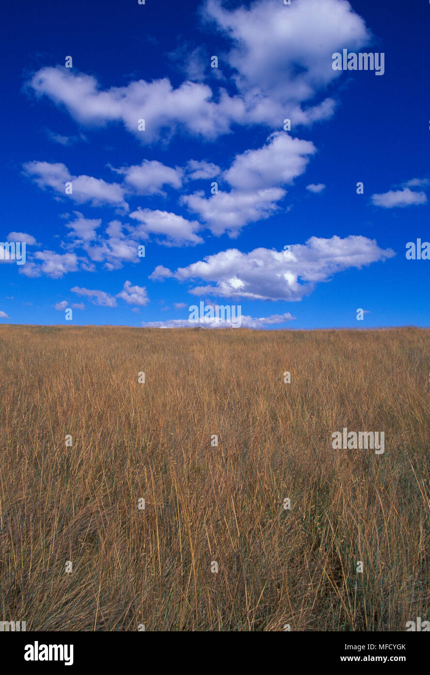 Habitat/Campo Cerrado, les prairies du parc national Serra da Canastra, Minas Gerais, Brésil de l'est *** *** légende locale Banque D'Images