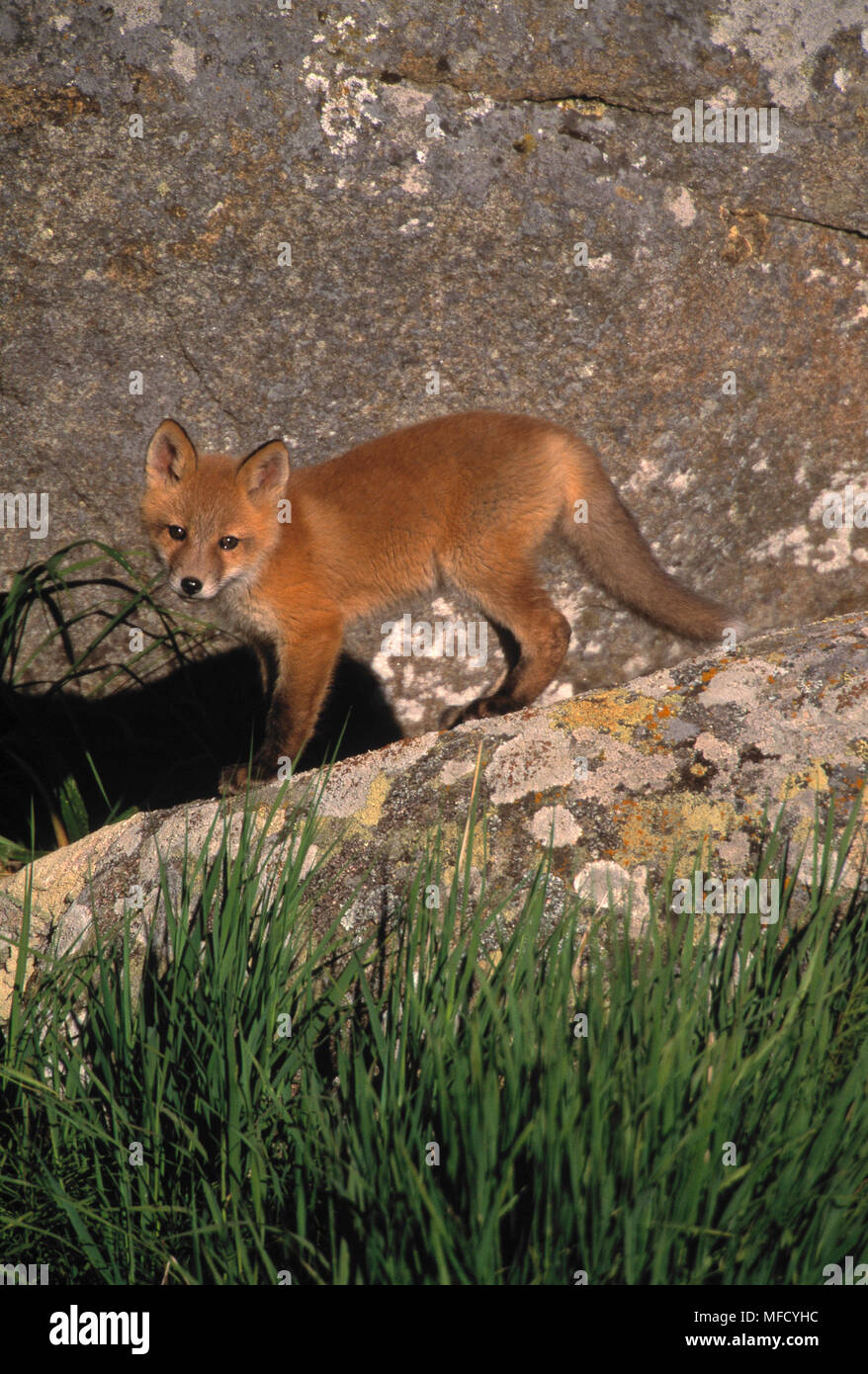 NORTH AMERICAN red fox (Vulpes vulpes fulva young Banque D'Images