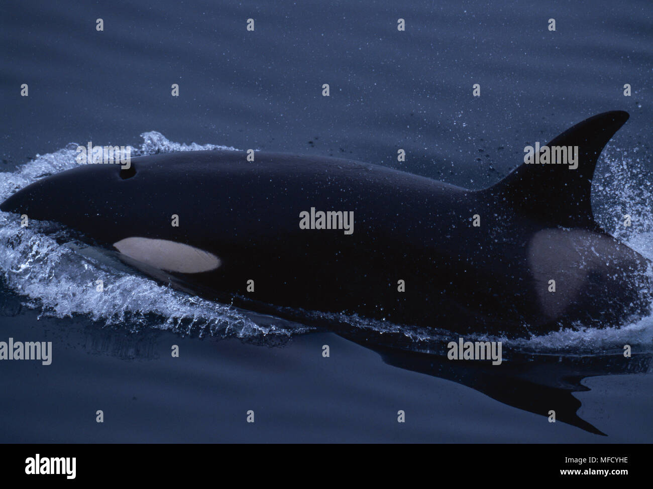 Épaulard ou orque Orcinus orca à la surface de la mer de Béring, au large de la péninsule du Kamtchatka, dans l'est de la Russie Banque D'Images