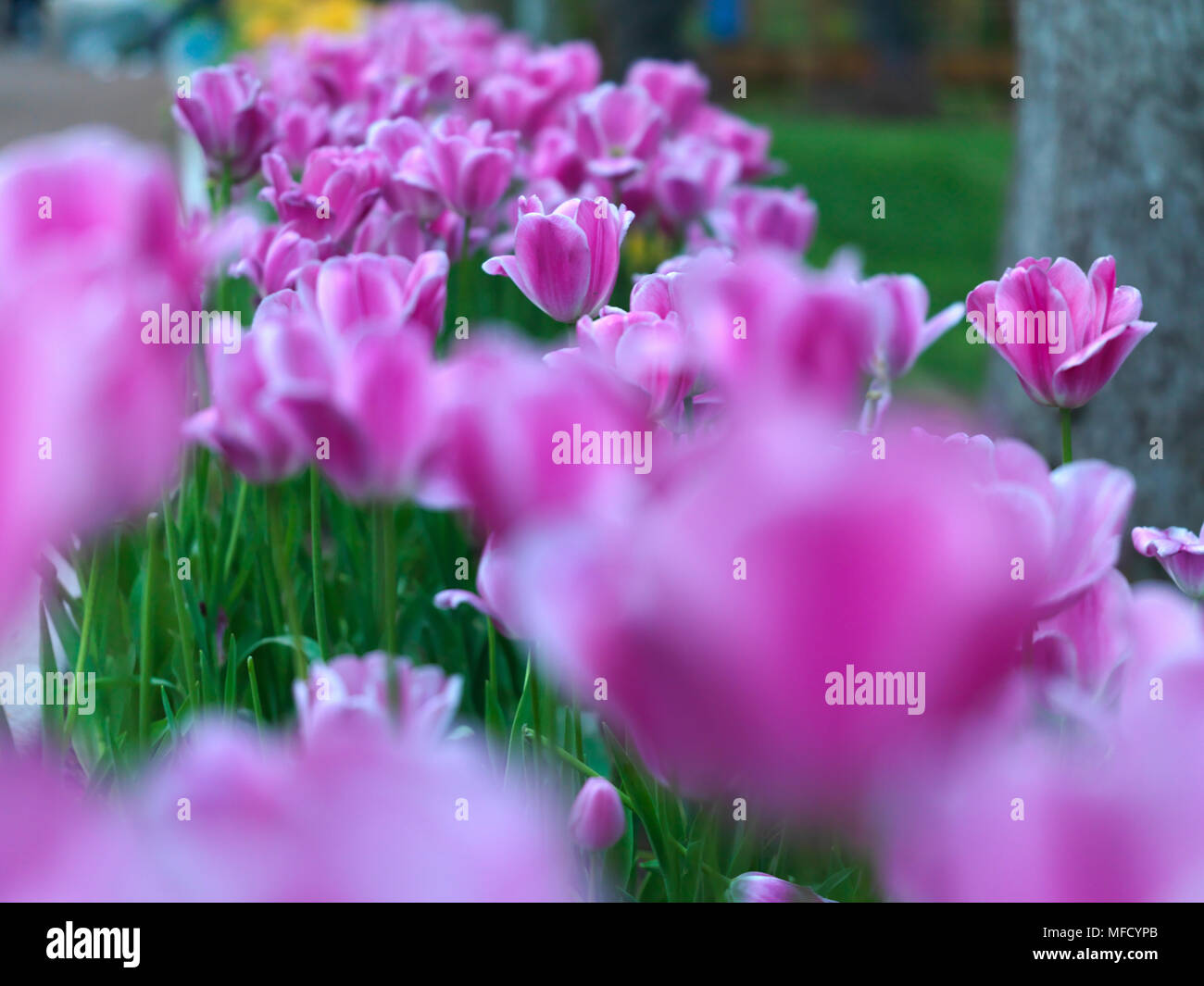 Tulipes colorées en jardin public Banque D'Images