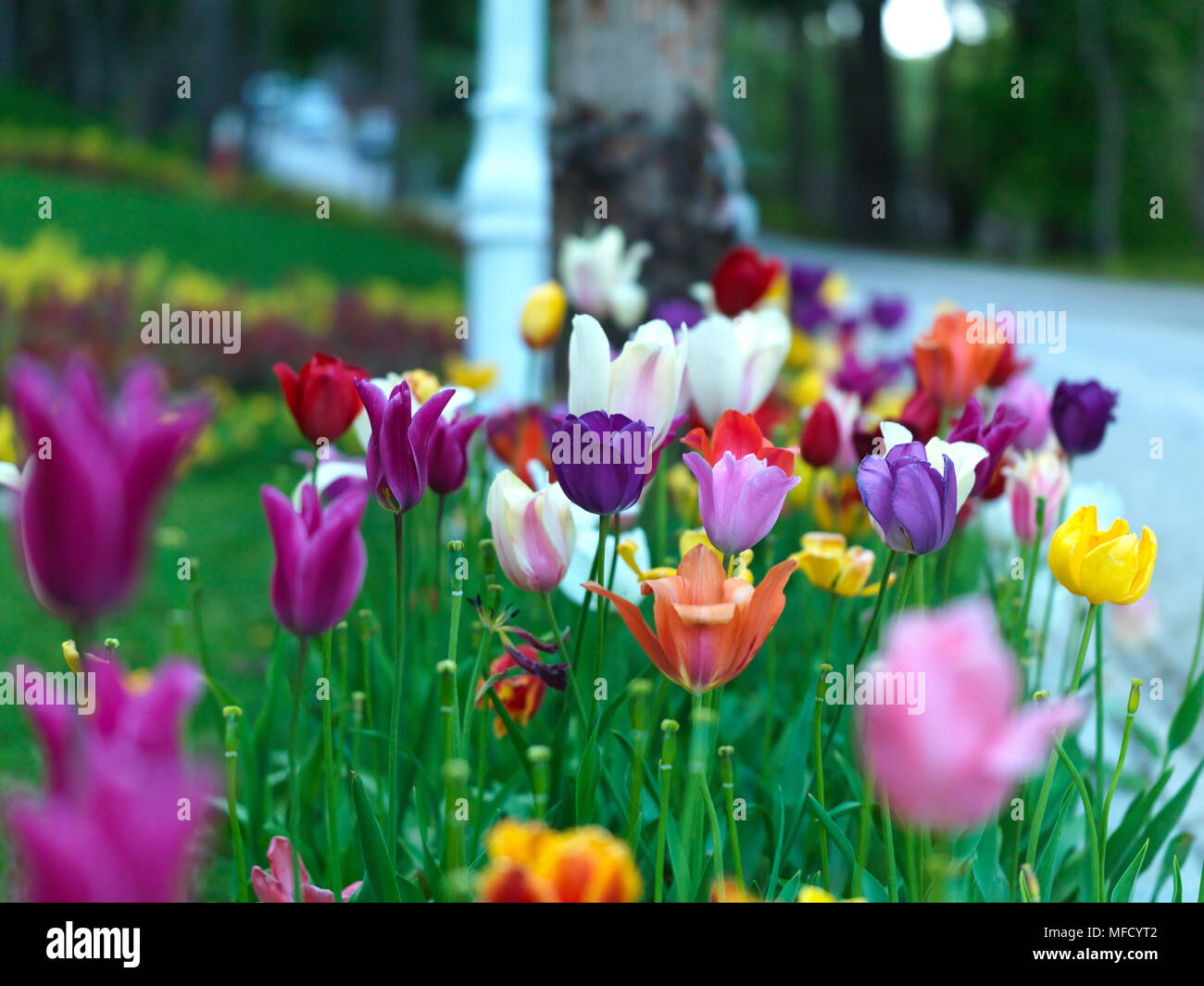 Tulipes colorées en jardin public Banque D'Images