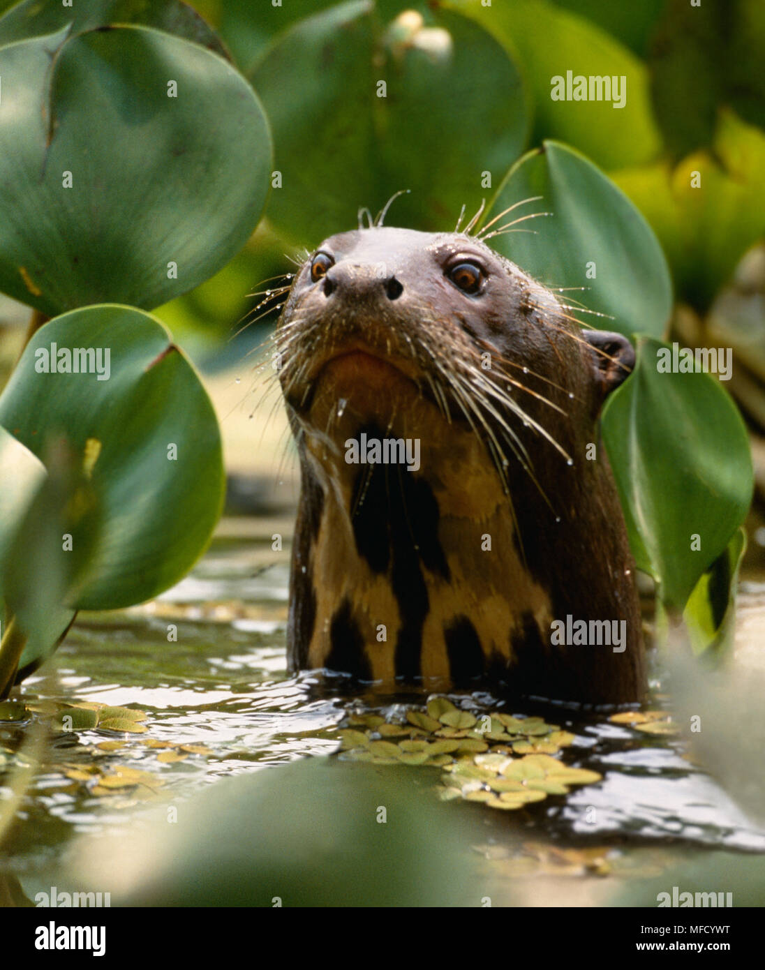 Pteronura brasiliensis loutre géante Pantanal, Mato Grosso, Brésil. Banque D'Images