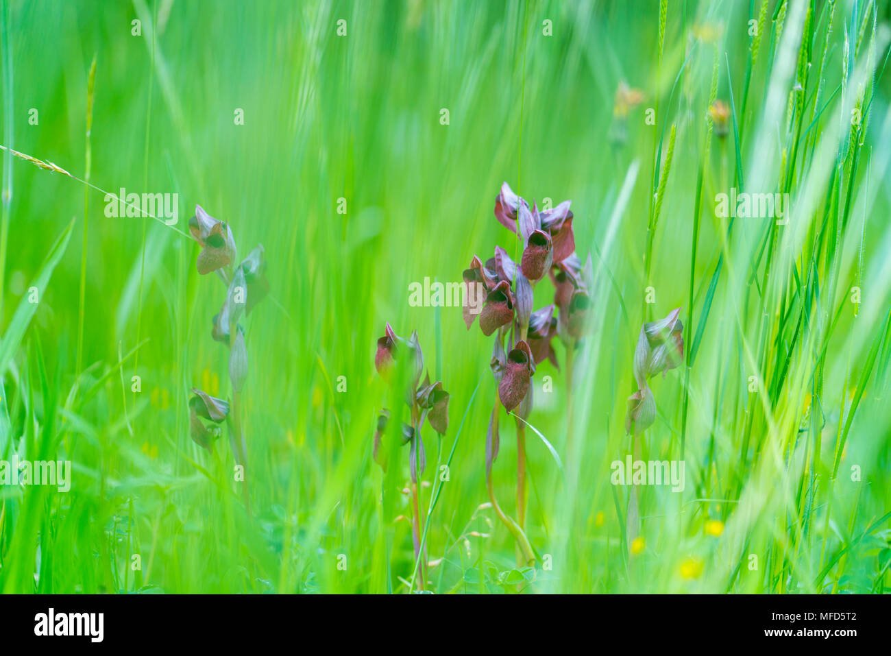 Lèvres LONGUE SERAPIAS - SERAPIAS DE Serapias vomeracea LABIO ALARGADO (), ou la charrue-partager serapias, est une espèce d'orchidée dans le genre Serapias, Séra Banque D'Images