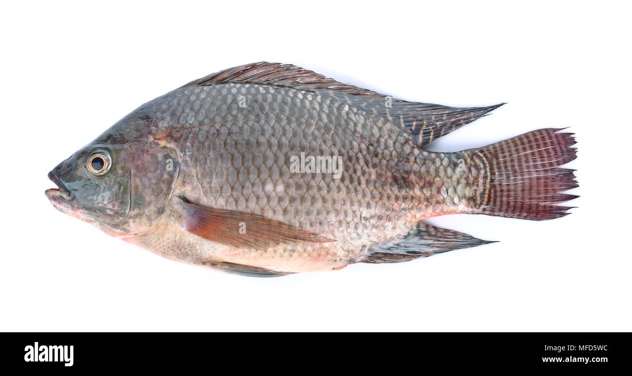 Les poissons,Oreochromis nilotica isolé sur fond blanc Banque D'Images
