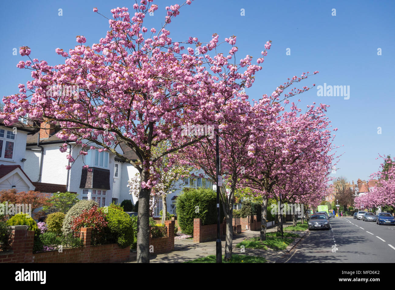 Pink cerisiers (Prunus serrulata) sur une rue de banlieue à Chiswick, à l'ouest de Londres, Royaume-Uni Banque D'Images