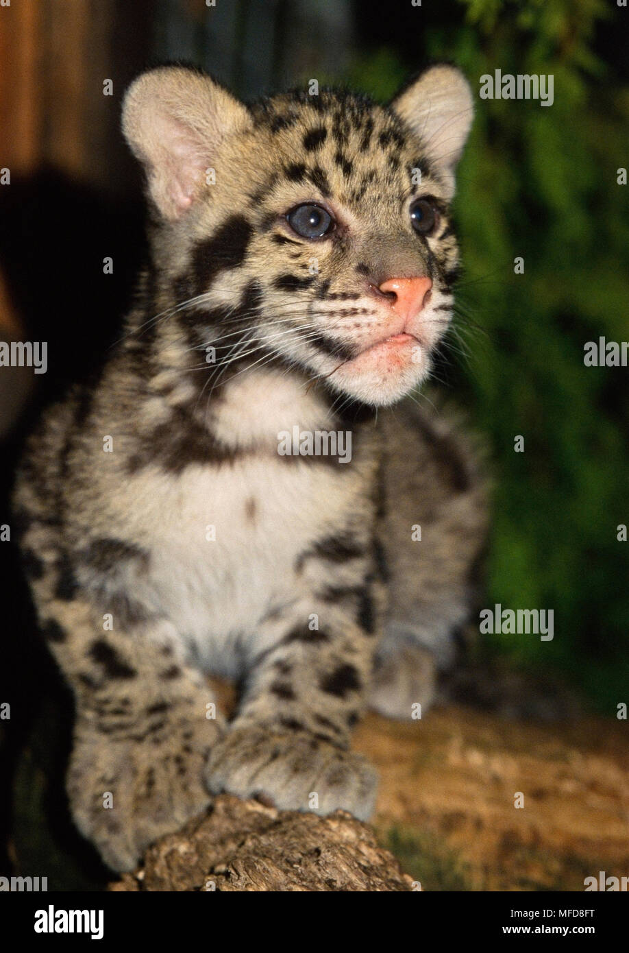 La Panthere Nebuleuse Neofelis Nebulosa Jeune Uk Photo Stock Alamy