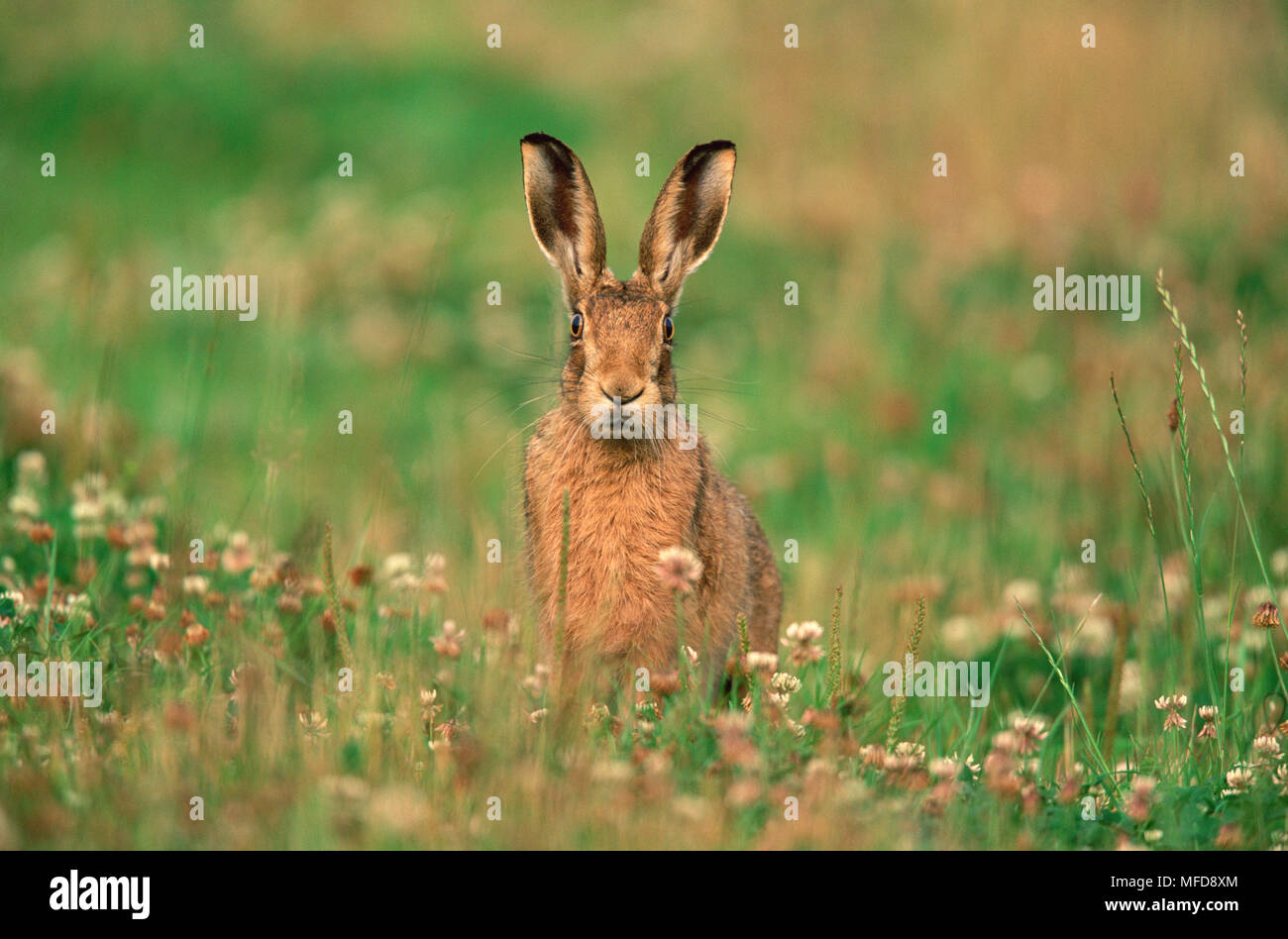 EUROPEAN BROWN HARE Lepus europaeus UK Banque D'Images