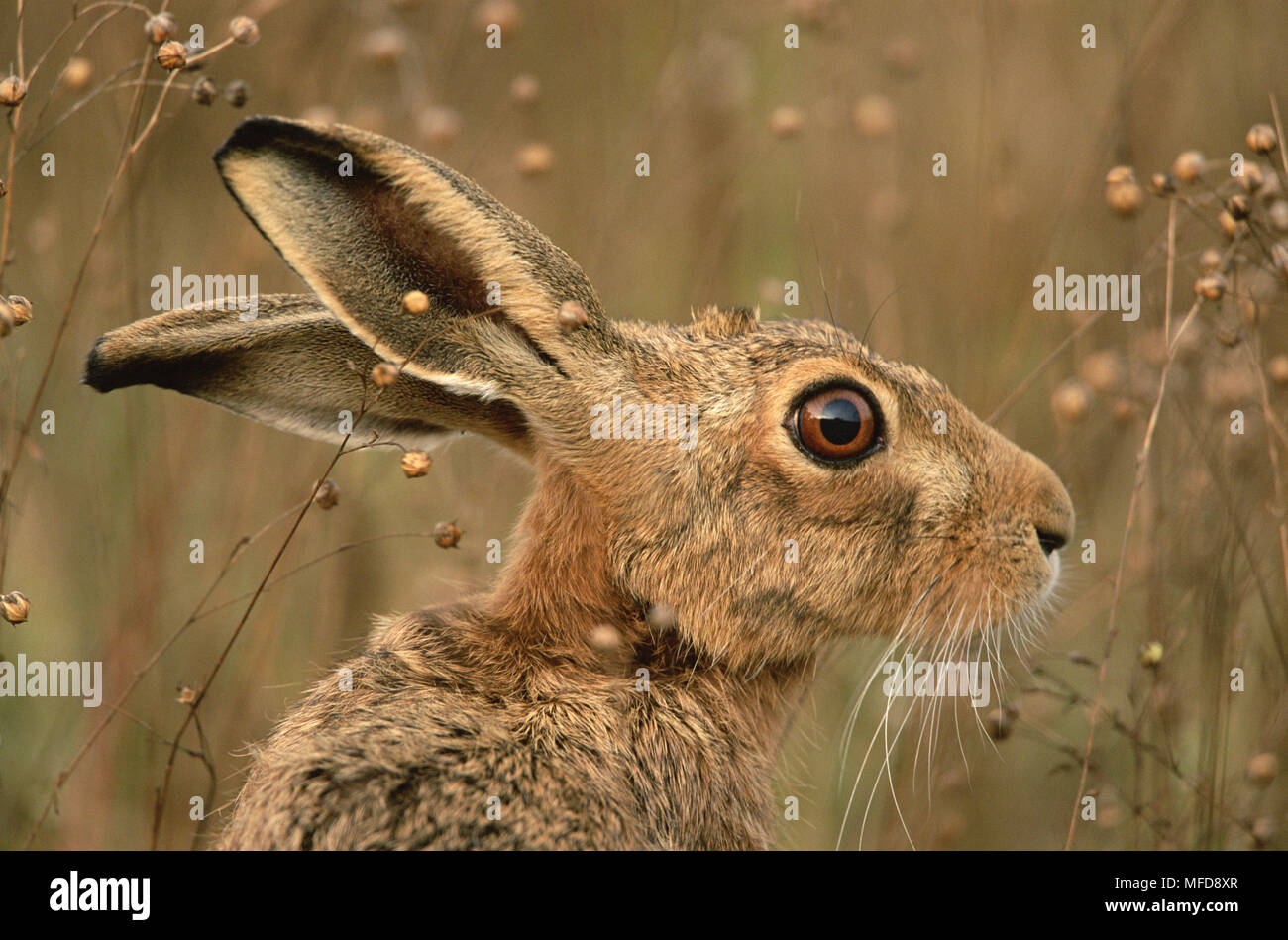 EUROPEAN BROWN HARE Lepus europaeus libre UK Banque D'Images