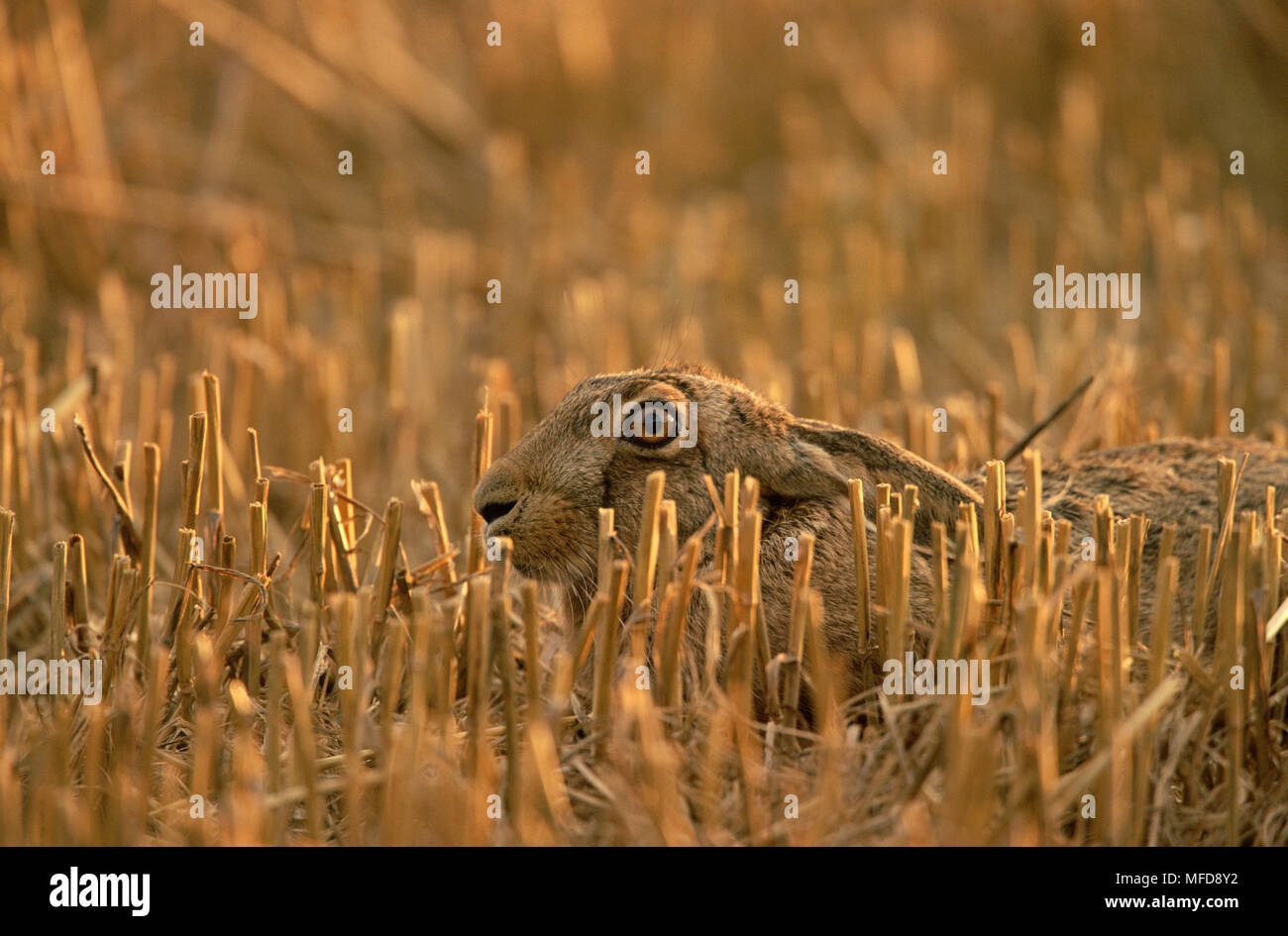 EUROPEAN BROWN HARE Lepus europaeus en automne chaume domaine UK Banque D'Images