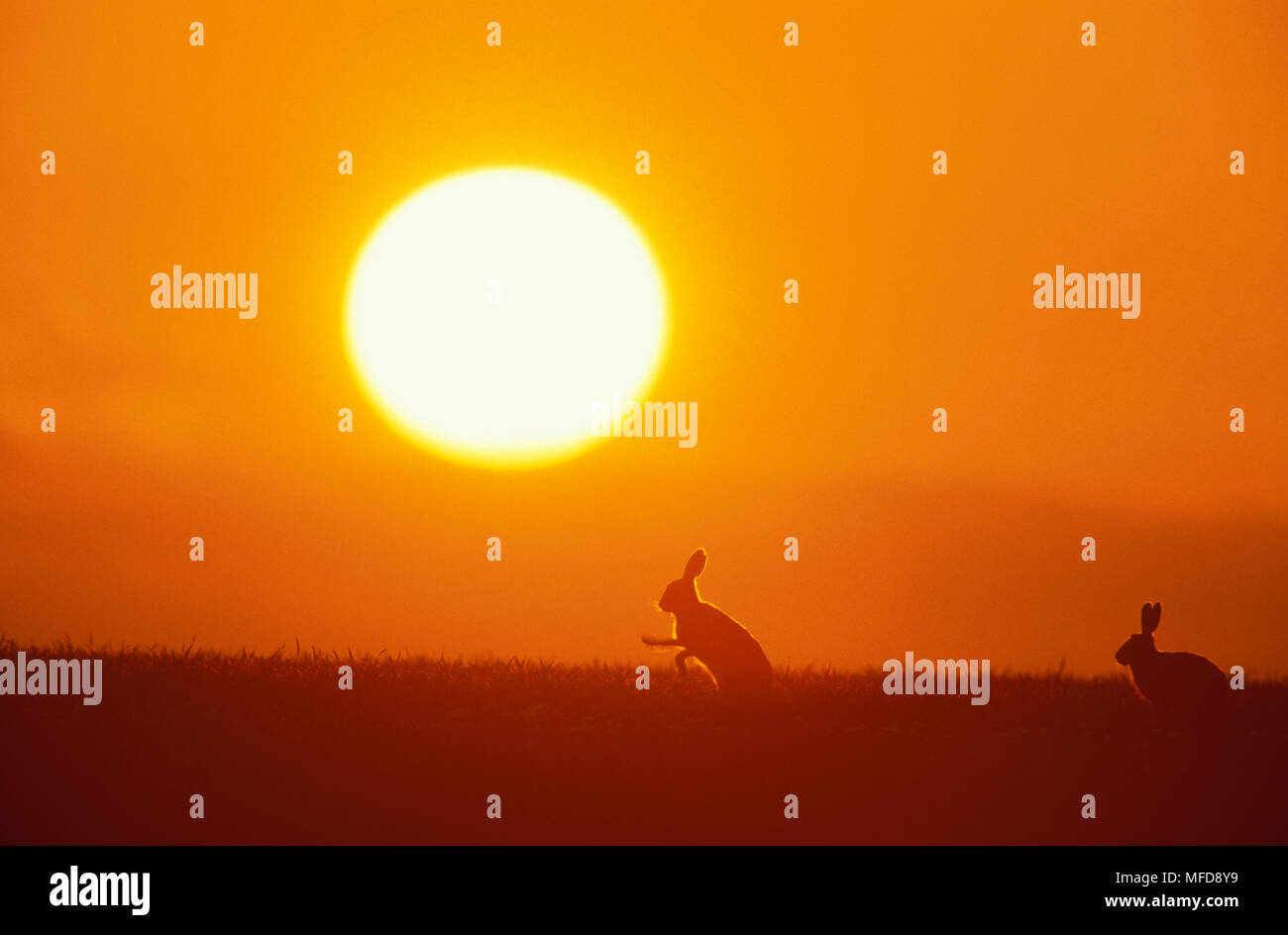 EUROPEAN BROWN HARE Lepus europaeus boxing au coucher du soleil UK Banque D'Images