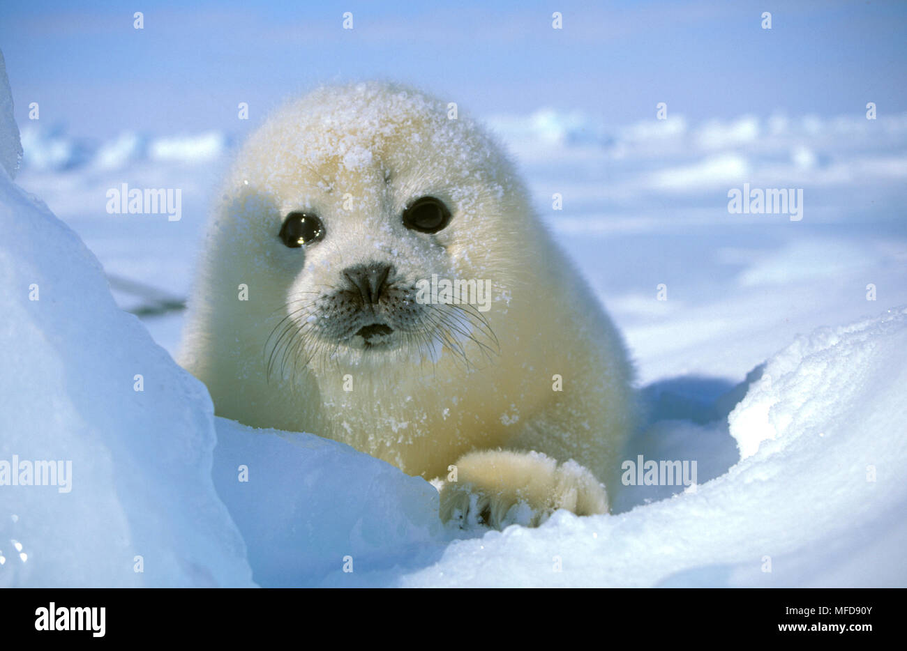 Phoque du Groenland Pagophilus groenlandicus pup sur la glace de la Madeleine, Canada Banque D'Images