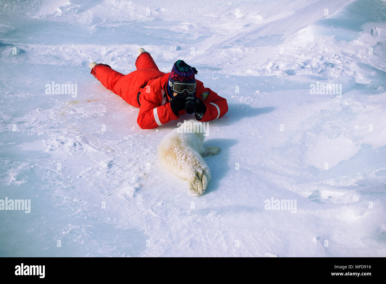 Phoque du Groenland Pagophilus groenlandicus pup sur la glace avec l'éco-touristique de la Madeleine, Canada Banque D'Images