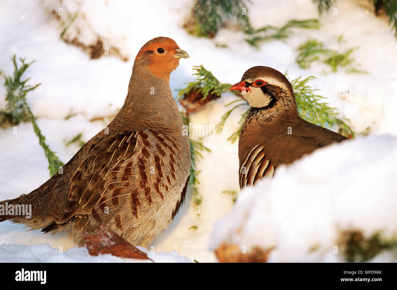 La perdrix grise & Red-legged PARTRIDGE Perdix perdix & Alectoris rufa dans la neige UK Banque D'Images