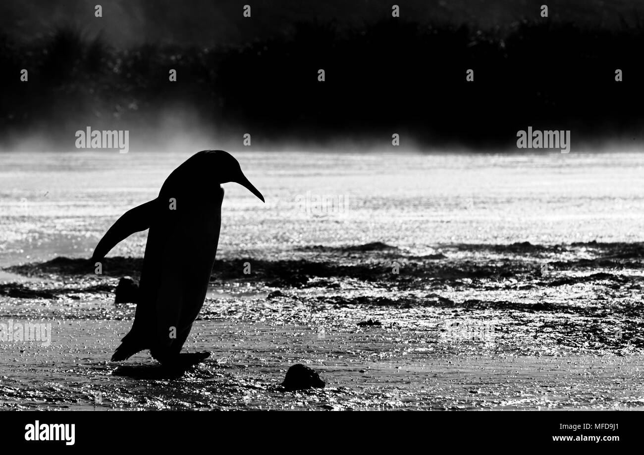 Manchot royal (Aptenodytes patagonicus) plaine de Salisbury, la Géorgie du Sud Banque D'Images