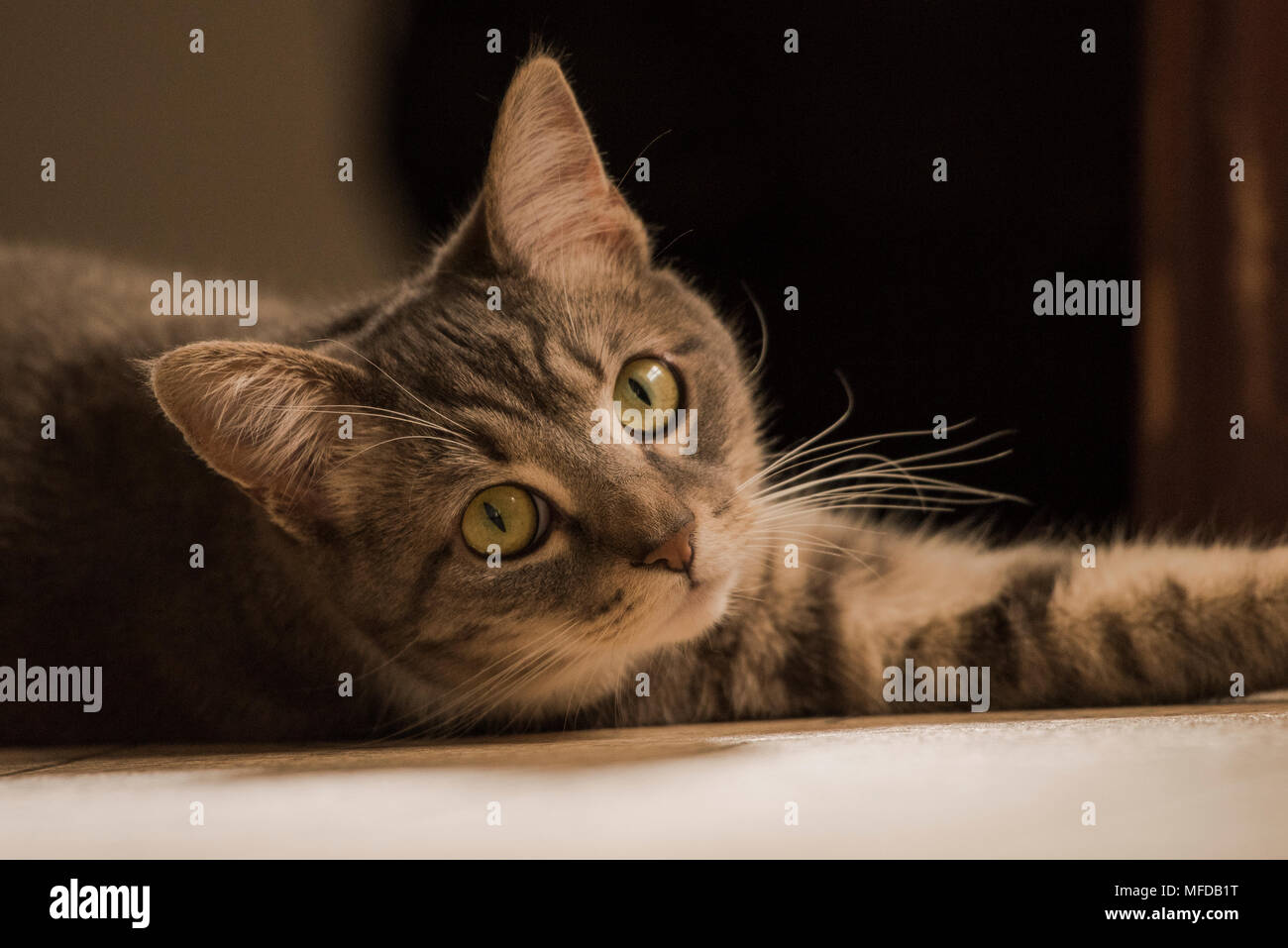 Un chat tigré, un chat d'intérieur gâté que salons et allongé tout autour de la chambre. Banque D'Images