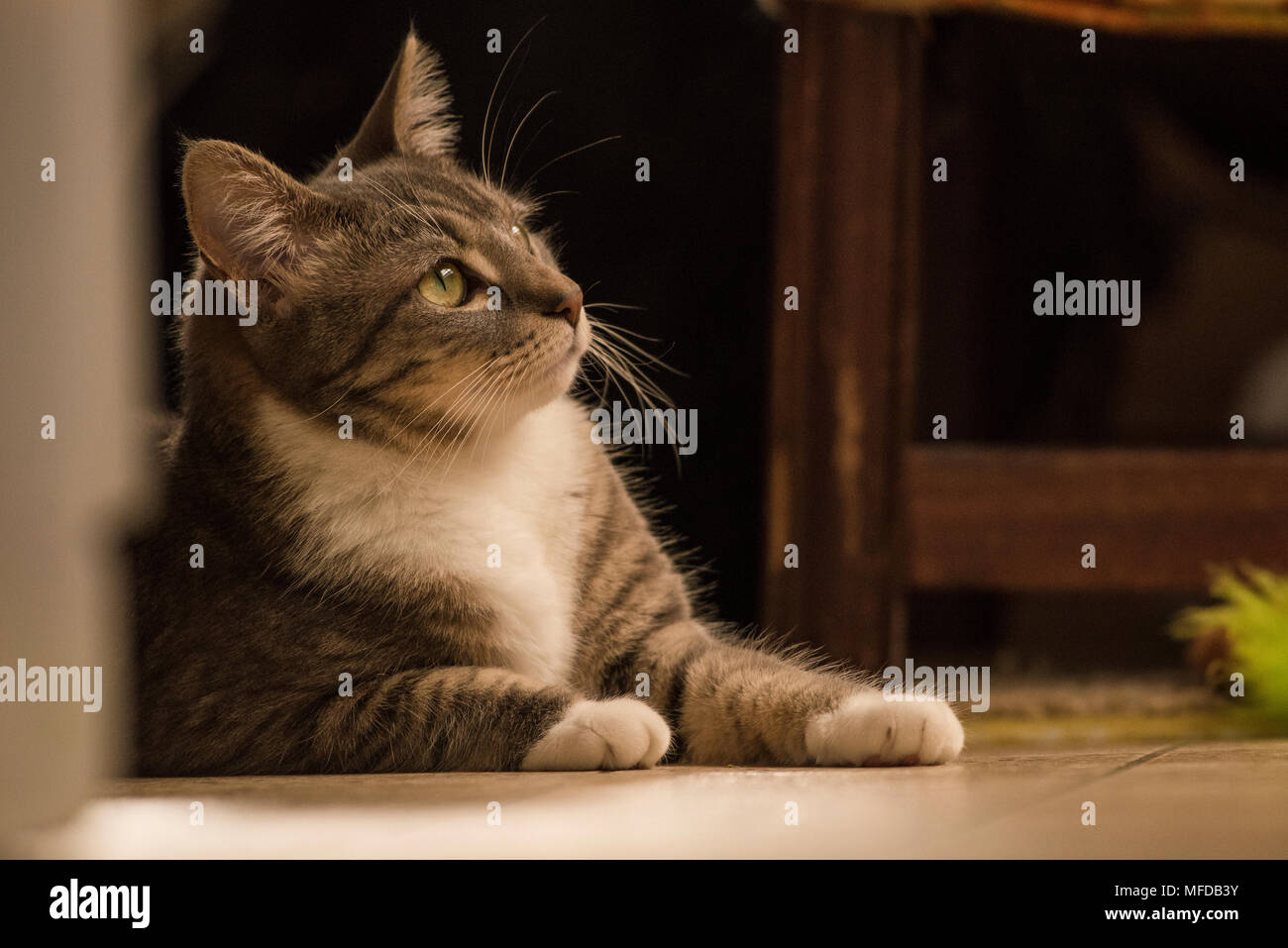 Un chat tigré, un chat d'intérieur gâté que salons et allongé tout autour de la chambre. Banque D'Images