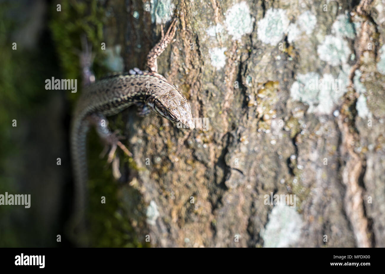 Lézard commun sur un tronc dans la forêt du Palatinat. Allemagne Banque D'Images