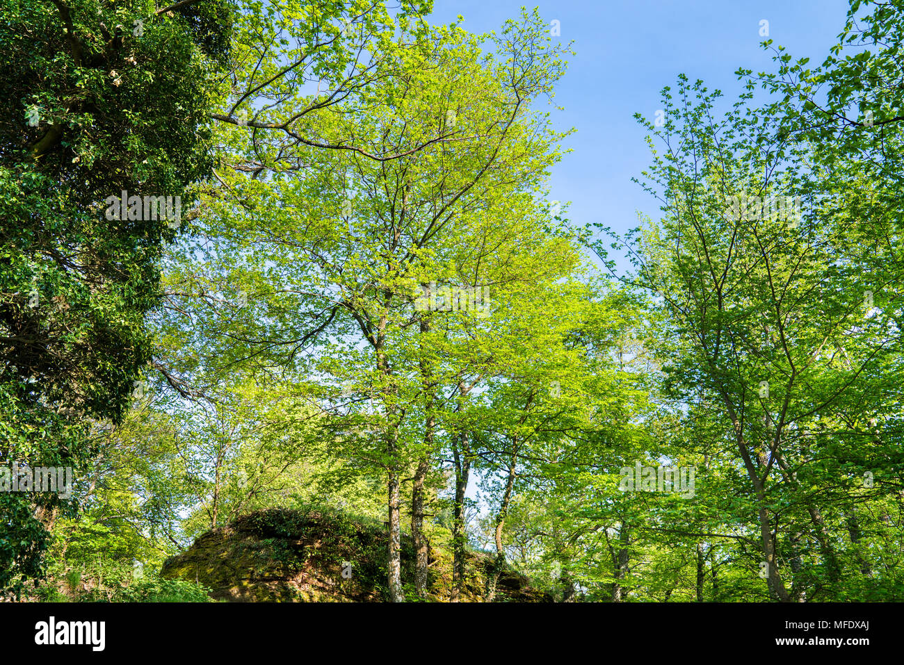 La Forêt du Palatinat au printemps. Allemagne Banque D'Images