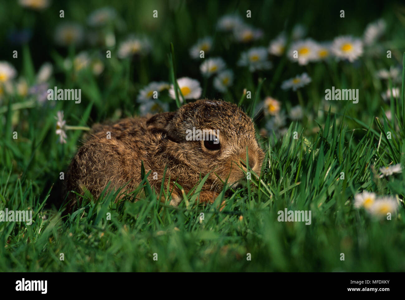 EUROPEAN BROWN HARE Lepus europaeus jeune dissimulé dans l'herbe par mère South Downs, Hampshire, Royaume-Uni Banque D'Images