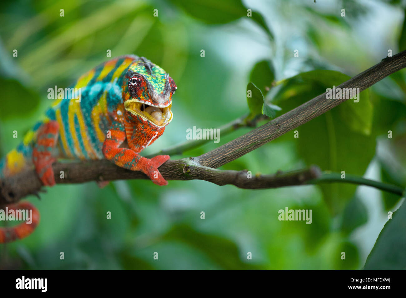 Caméléon panthère avec des couleurs vives sur une branche / colorful chameleon Furcifer pardalis Caméléon / / / Madagascar wildlife mounth ouvert Banque D'Images