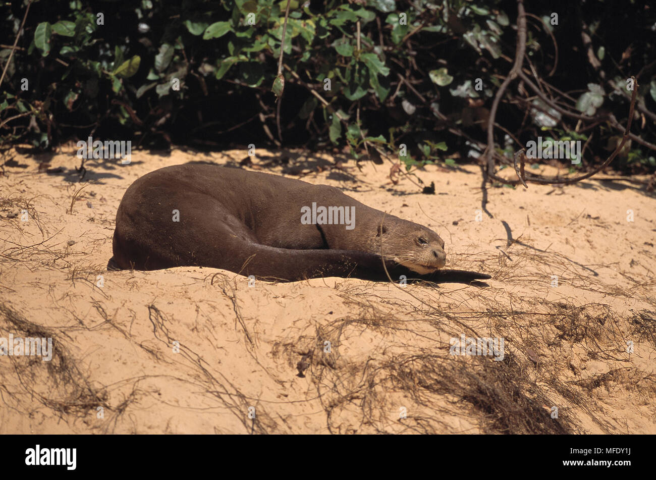 Loutre géante endormie sur la rivière de sable Pteronura brasiliensis banque Pantanal, Mato Grosso, Brésil. Banque D'Images