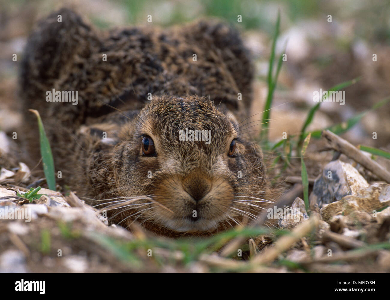 EUROPEAN BROWN HARE Lepus europaeus jeune, accroupi dans la forme Banque D'Images