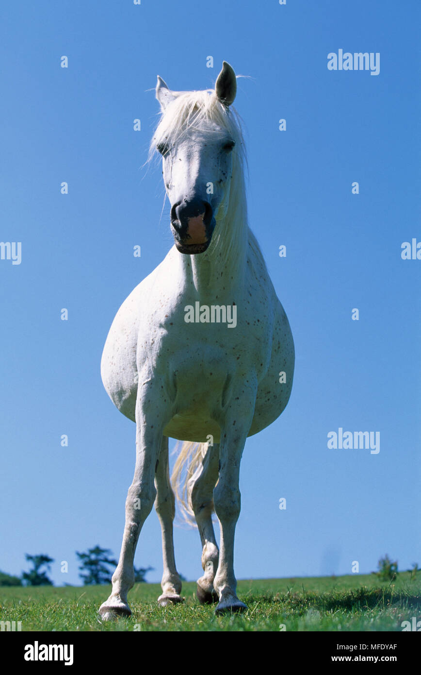 Jument Cheval Arabe Banque D'Images