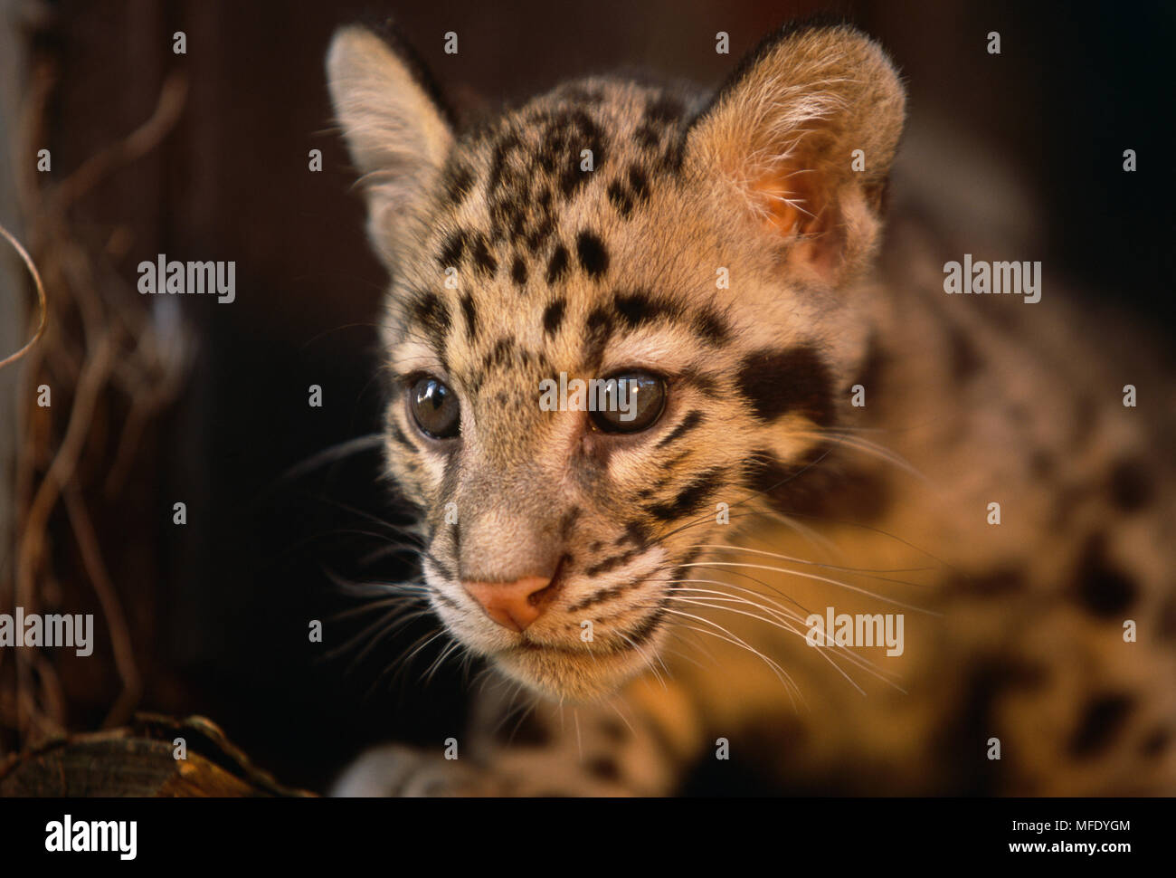 La panthère nébuleuse cub Neofelis nebulosa Banque D'Images