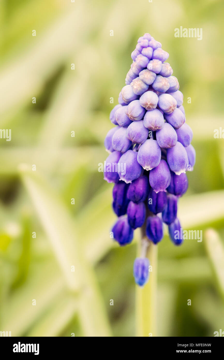 Un gros plan d'une fleur de jacinthe de raisin violette, mettant en valeur ses fleurs délicates et groupées sur un fond de verdure doux et flou, Banque D'Images Un gros plan d'une fleur de jacinthe de raisin violette, mettant en valeur ses fleurs délicates et groupées sur un fond de verdure doux et flou, Banque D'Images