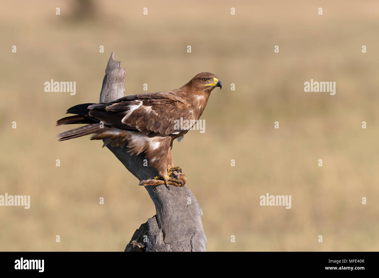 Aigle Avec Des Jambes De Gazelle Bebe Masai Mara Kenya Photo Stock Alamy