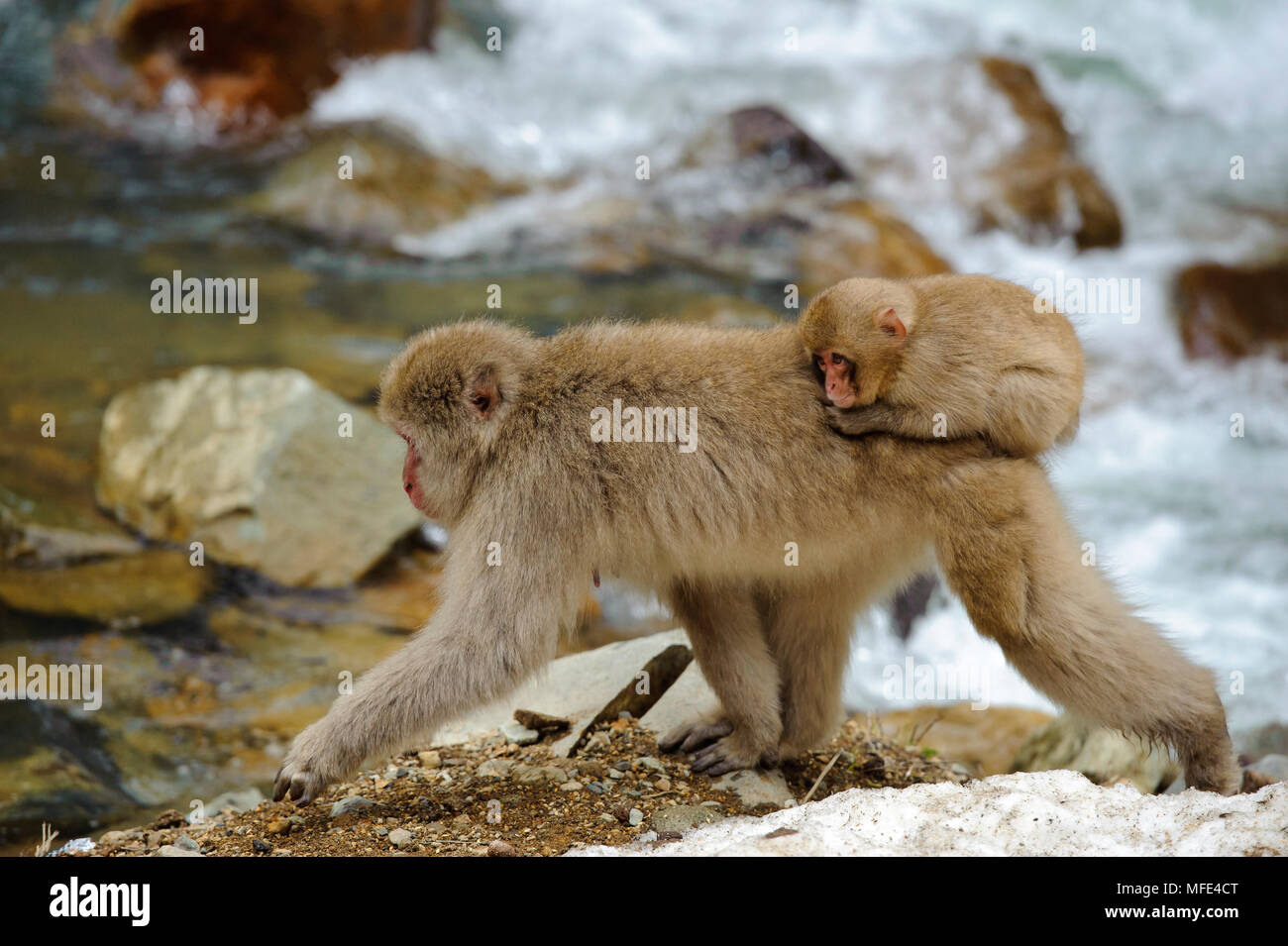 Singe Macaque Japonais Snow Monkey Femme Exercant Son Bebe Sur Le Dos A Jigokudani Hot Springs Au Japon Photo Stock Alamy
