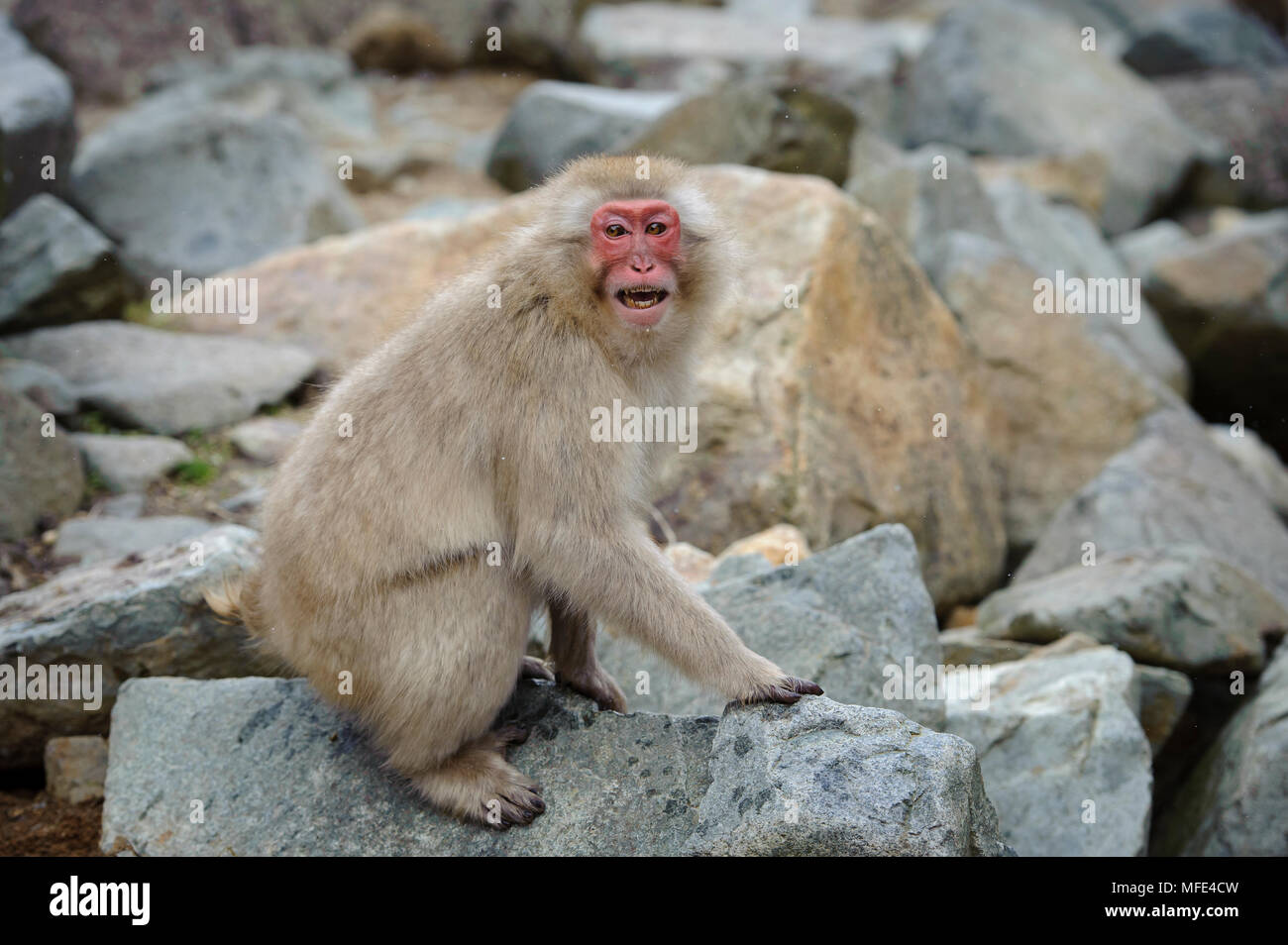 Singe macaque japonais (snow monkey) à Jigokudani Hot Springs, au Japon. Banque D'Images