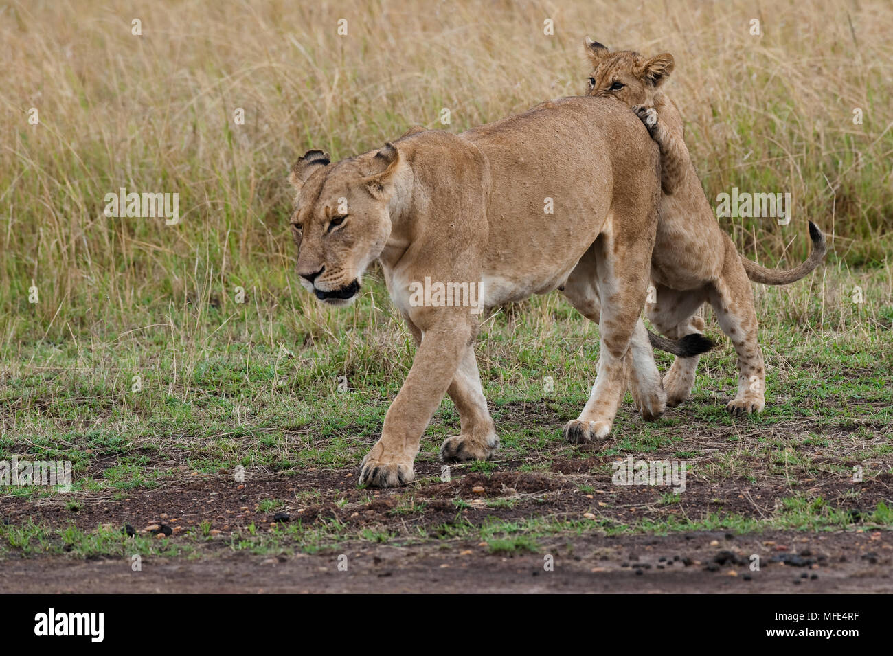 Lion femelle et son petit, Panthera leo, Masai Mara, Kenya. Banque D'Images