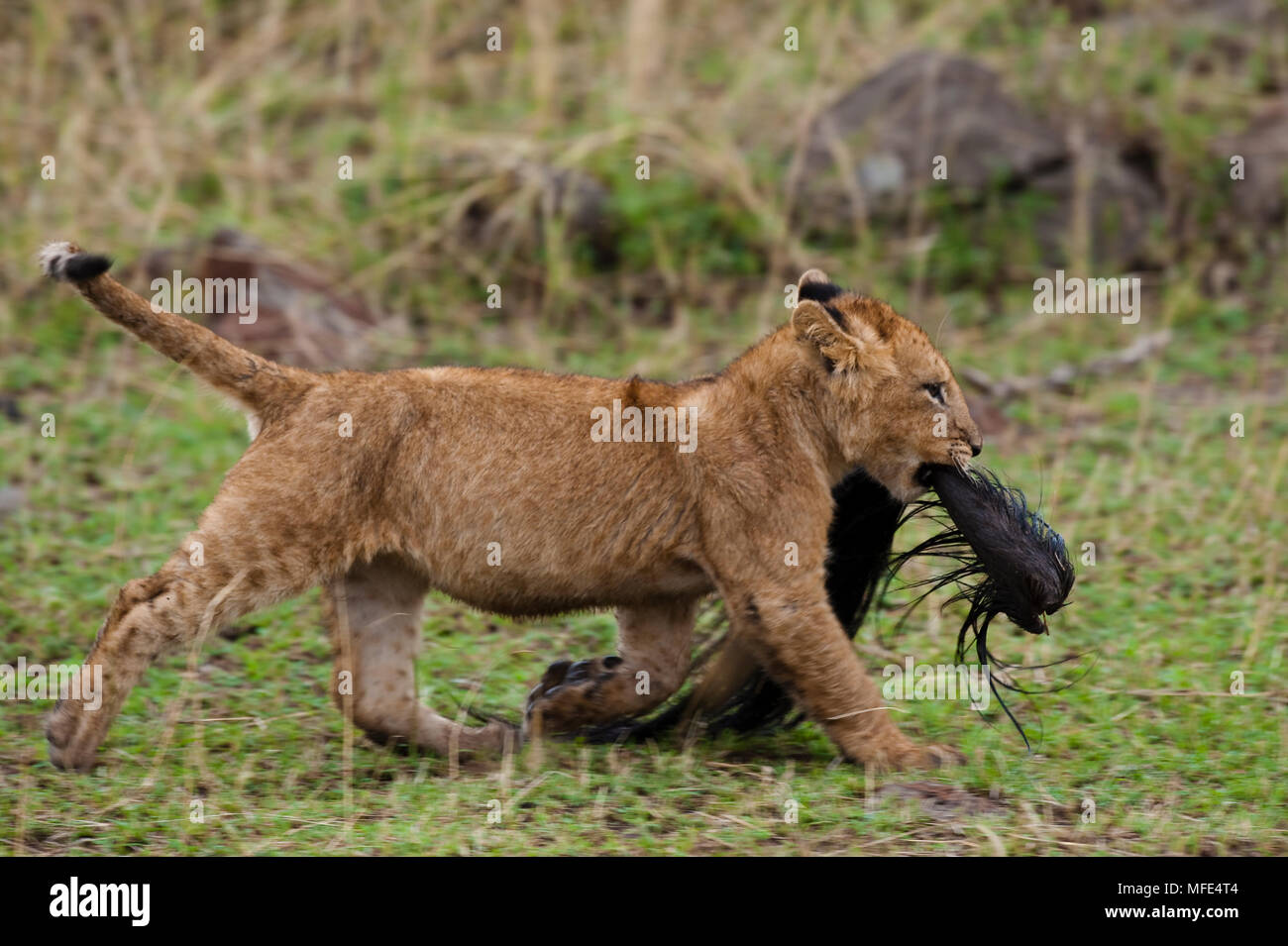 Un lion cub joue avec la queue d'un des gnous, Panthera leo, Masai Mara, Kenya. Banque D'Images