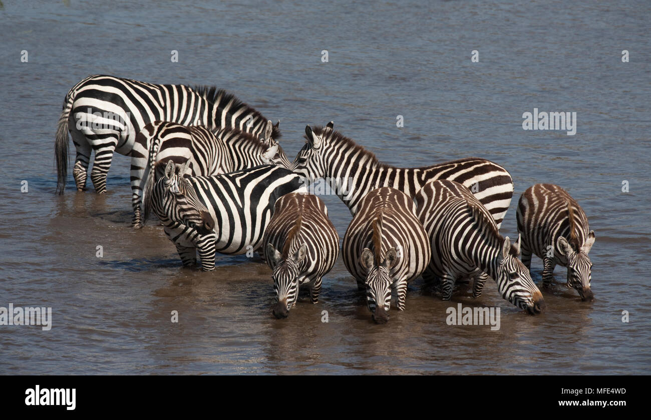 Zebra crossing commune Mara River pendant la migration ; Equus burchelli, Masai Mara, Kenya. Banque D'Images
