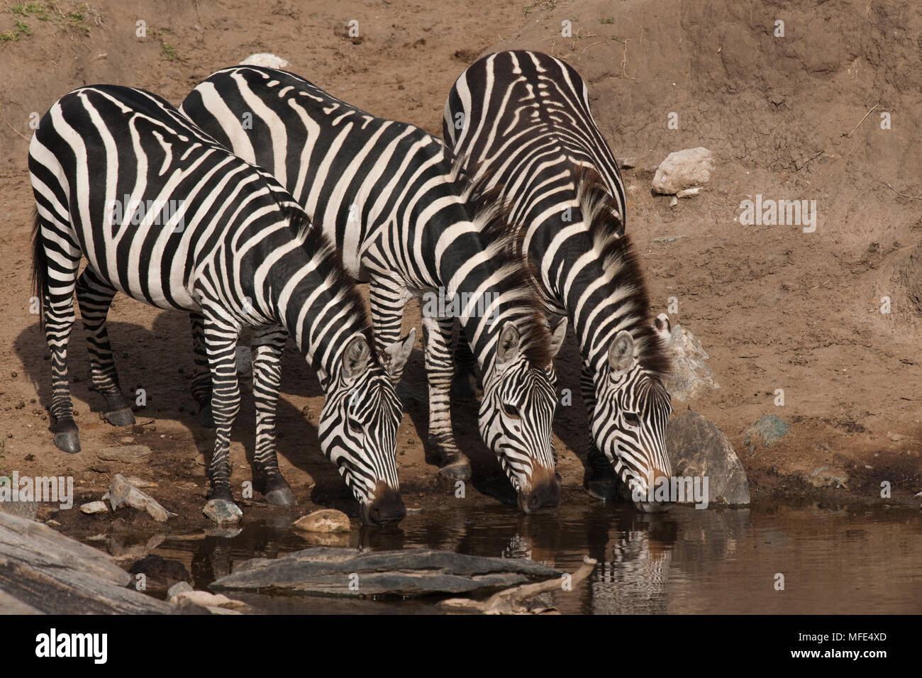 La moule commune de boire à un point d'eau ; Equus burchelli, Masai Mara, Kenya. Banque D'Images