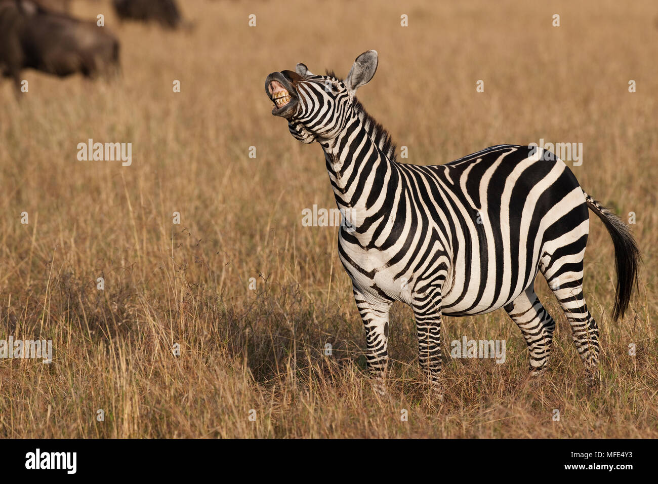 Zebra commun faisant flehmen réponse (sentir pour les femmes en rut), Equus burchelli, Masai Mara, Kenya. Banque D'Images